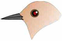 Bicos das Aves Bicos das Aves