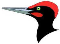 Bicos das Aves Bicos das Aves