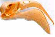 Bicos das Aves Bicos das Aves