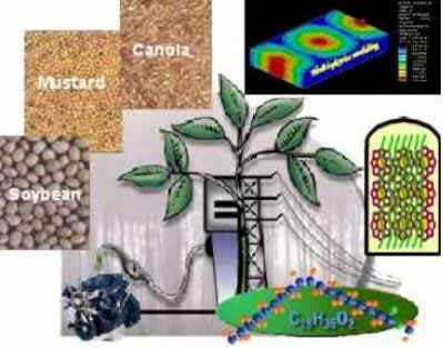 Biodiesel Biodiesel