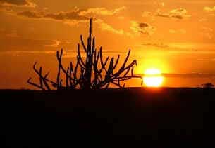 Caatinga Caatinga