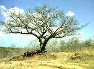 Caatinga Caatinga