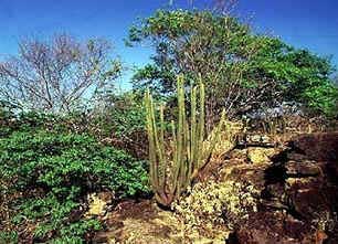 Caatinga Caatinga