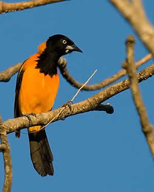 Currupião