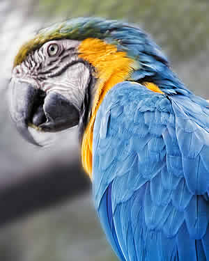 Arara Una