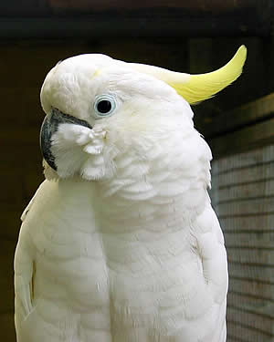 Cacatua