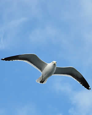 Gaivota