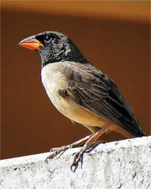 Bico de Pimenta