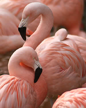 Flamingo