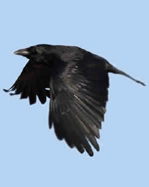 Pássaro Preto