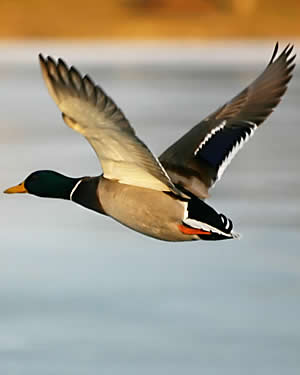 Pato