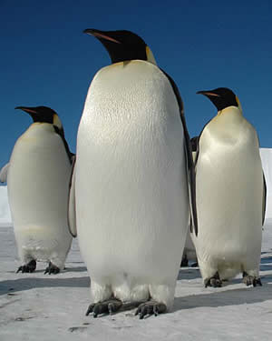 Pinguin