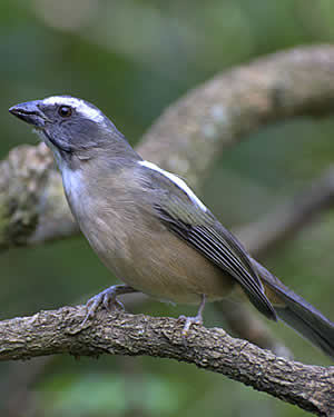 Trinca Ferro (Roquinho)