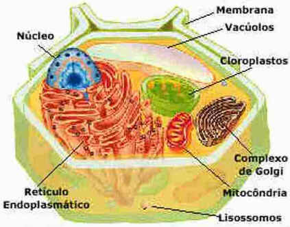 Célula Vegetal