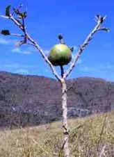 Cerrado Brasileiro Cerrado Brasileiro