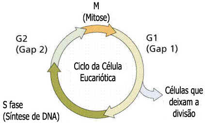 Ciclo Celular Ciclo Celular