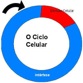 Ciclo Celular Ciclo Celular