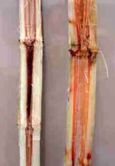 Doenças da Cana-de-Açúcar Doenças da Cana-de-Açúcar