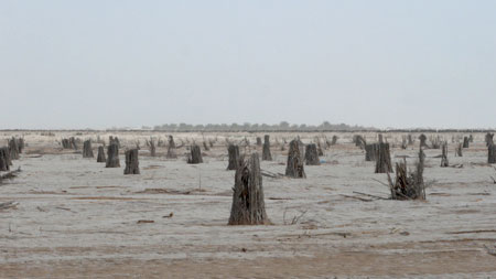 Desertificação