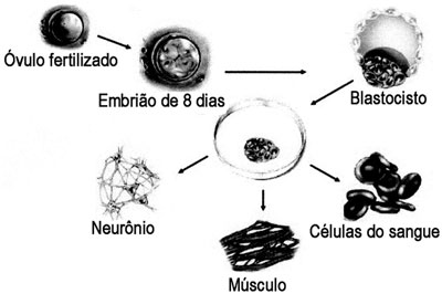 diferenciacao-celular-2