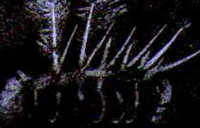 Período Cambriano