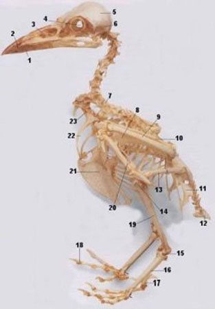 Esqueleto das Aves Esqueleto das Aves