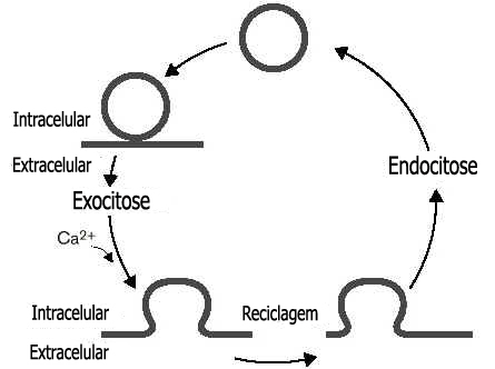 Exocitose Exocitose