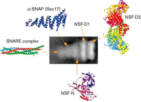 Exocitose Exocitose