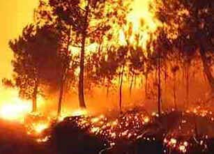 Incêndios Florestais Incêndios Florestais