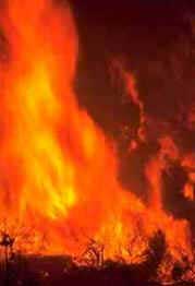 Incêndios Florestais Incêndios Florestais