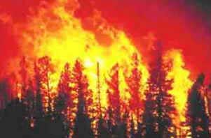 Incêndios Florestais Incêndios Florestais