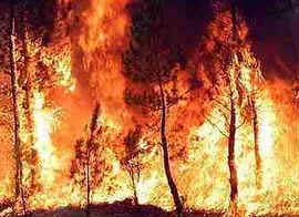 Incêndios Florestais Incêndios Florestais