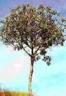 Mata Ciliar