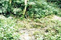 Mata Ciliar