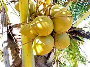 Mata dos Cocais