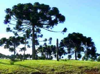 Mata das Araucárias