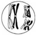 Meiose Meiose