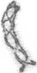 Meiose Meiose