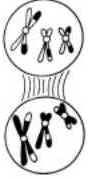 Meiose Meiose
