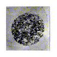 Meiose Meiose