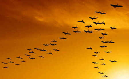 Migração de Aves