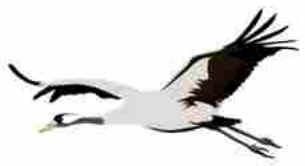 Migração de Aves