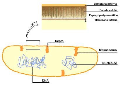 Morfologia das Células Morfologia das Células