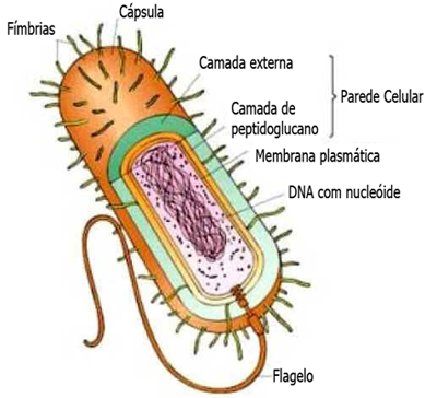 Morfologia das Células Morfologia das Células