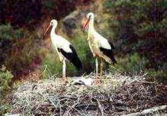 Ninho das Aves