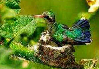 Ninho das Aves