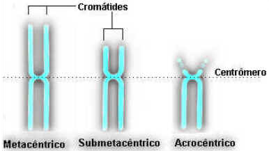 Núcleo Celular