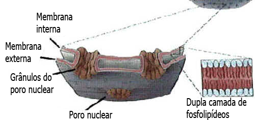 Núcleo Celular