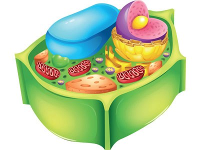 Organelas