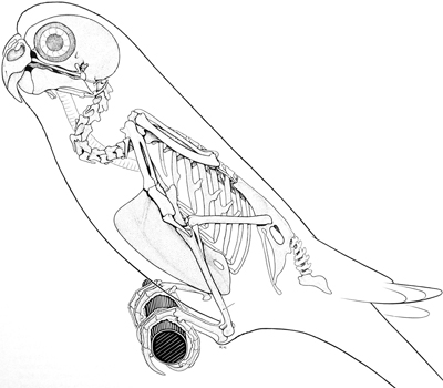 Origem das Aves